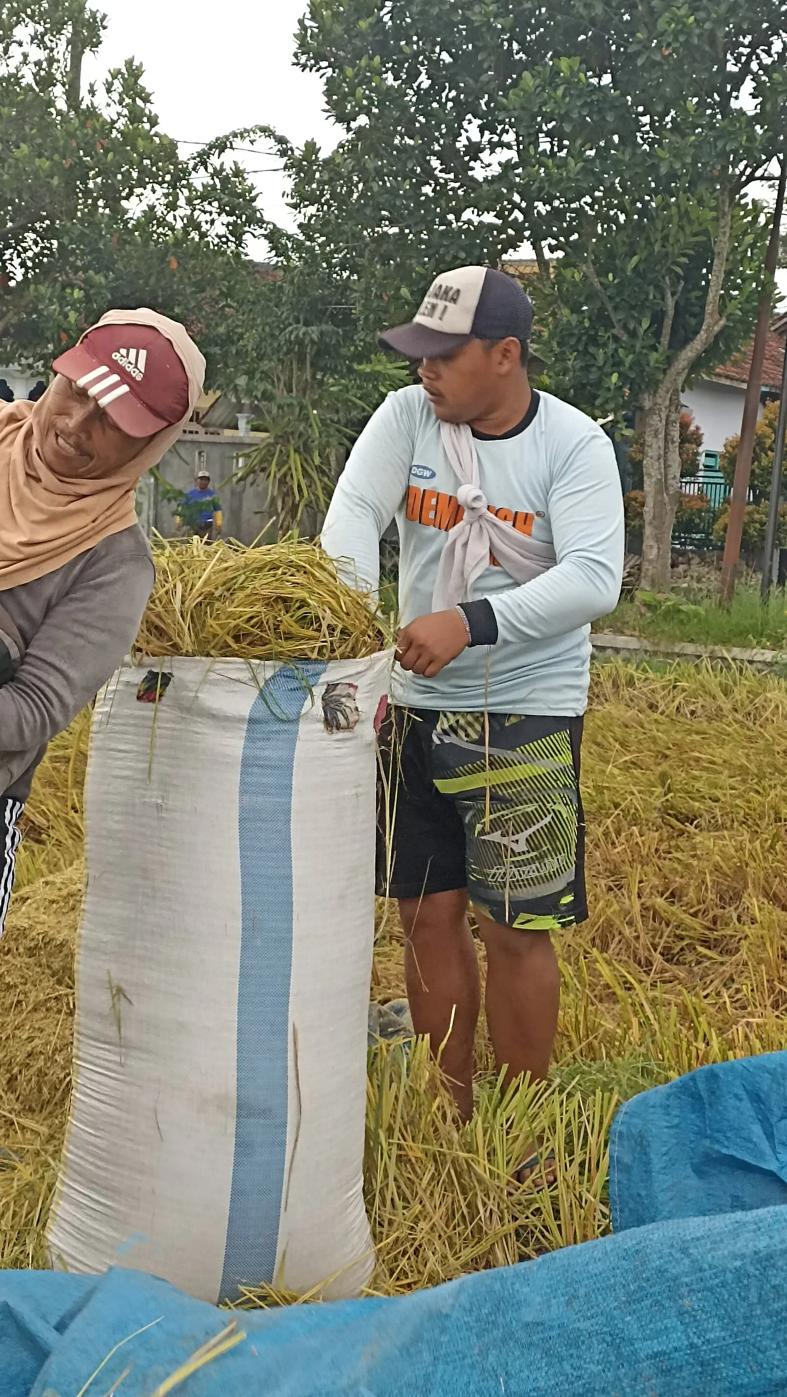 Dua petani mitra Sirtanio memasukkan padi hasil panen ke dalam karung besar di tengah sawah.