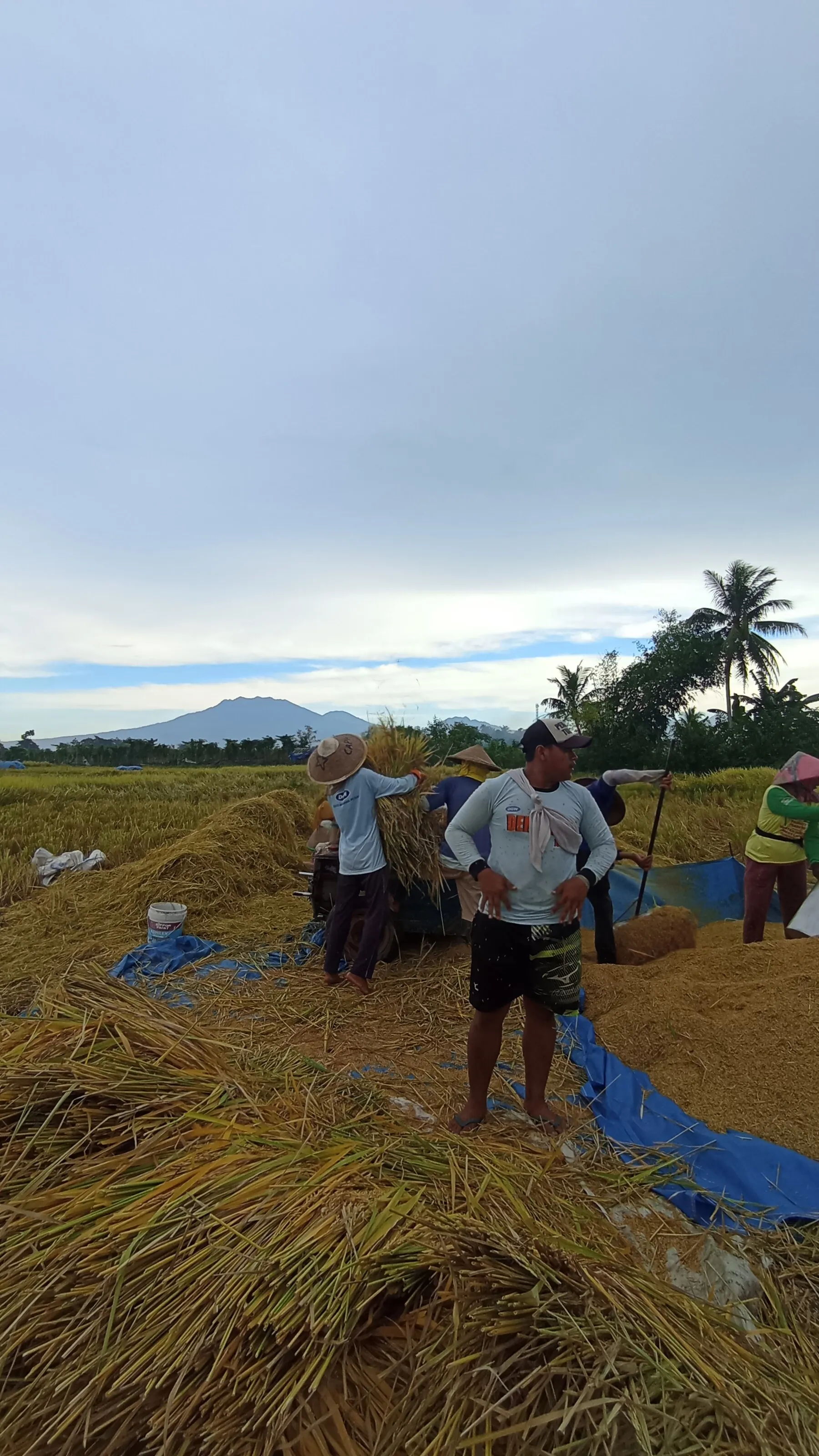 Sekelompok petani mitra Sirtanio memanen padi di sawah Banyuwangi pada pagi hari, dengan pegunungan di kejauhan.